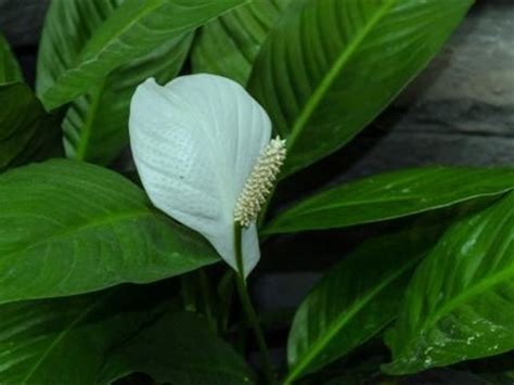 白鶴芋葉子下垂|白鶴芋好養嗎？一文了解白鶴芋種植照顧指南，風水、。